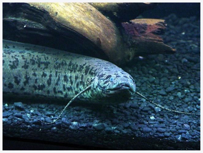 肺魚如何飼養(yǎng)？，肺魚飼養(yǎng)詳解 肺魚如何飼養(yǎng)？，肺魚飼養(yǎng)詳解 龍魚百科 第11張