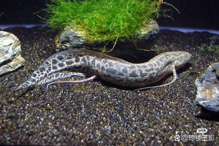 肺魚如何飼養(yǎng)？，肺魚飼養(yǎng)詳解 肺魚如何飼養(yǎng)？，肺魚飼養(yǎng)詳解 龍魚百科 第8張
