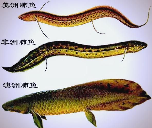 肺魚如何飼養(yǎng)？，肺魚飼養(yǎng)詳解 肺魚如何飼養(yǎng)？，肺魚飼養(yǎng)詳解 龍魚百科 第7張