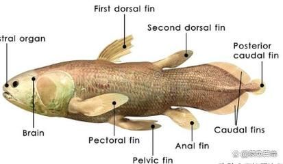 肺魚如何飼養(yǎng)？，肺魚飼養(yǎng)詳解 肺魚如何飼養(yǎng)？，肺魚飼養(yǎng)詳解 龍魚百科 第10張