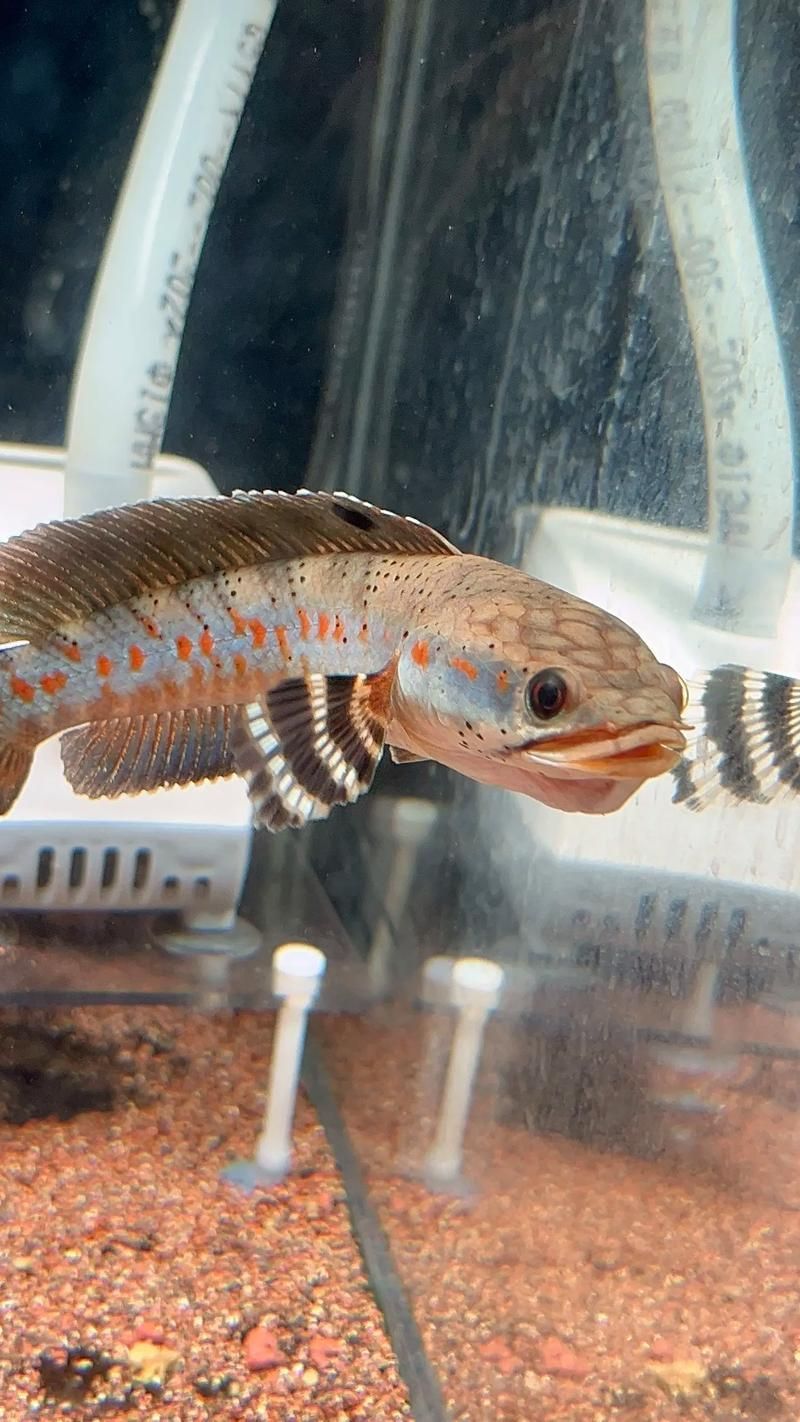 雷龍魚充血后如何治療，關于雷龍魚充血治療