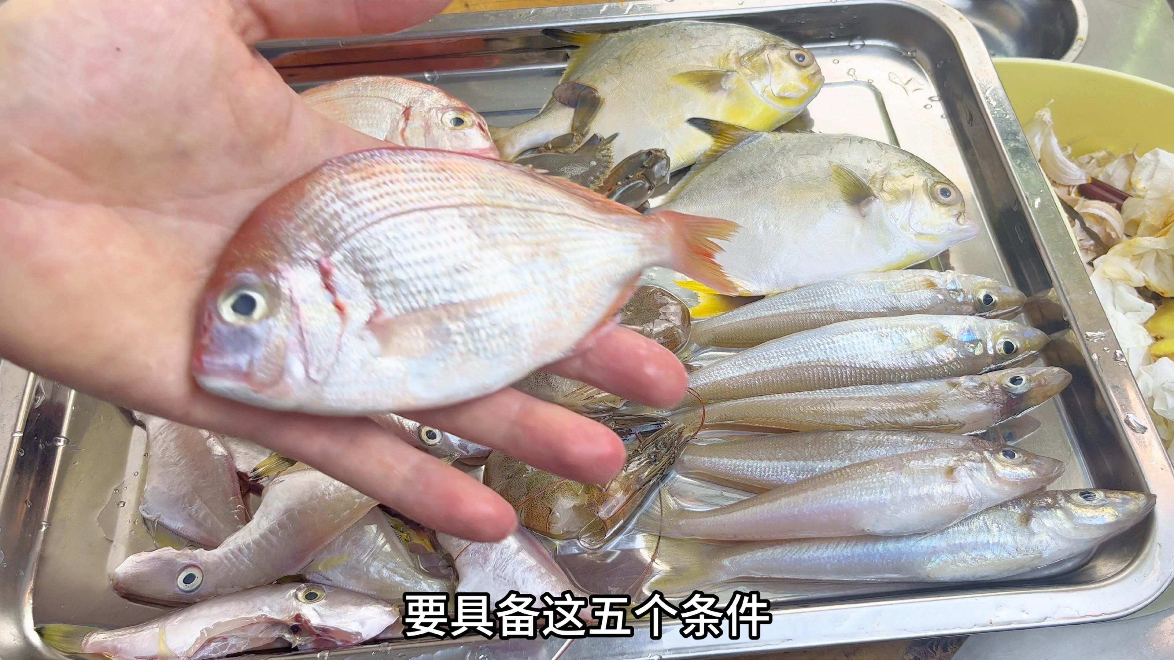 如何判斷魚肉是否變質，三文魚怎么判斷才新鮮 如何判斷魚肉是否變質，三文魚怎么判斷才新鮮 龍魚百科 第1張