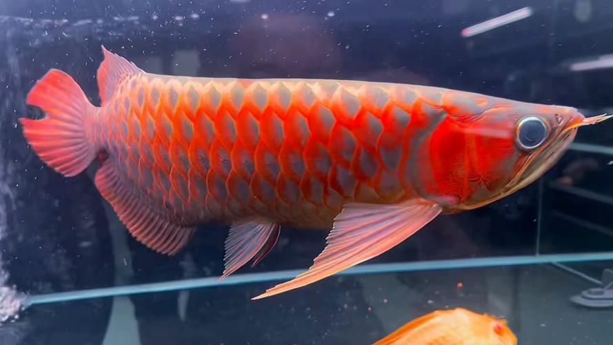 能否提供大湖紅龍的圖片對比，大湖紅龍與普通紅龍之間的幾個顯著差異，女生閱讀的幽默小說推薦