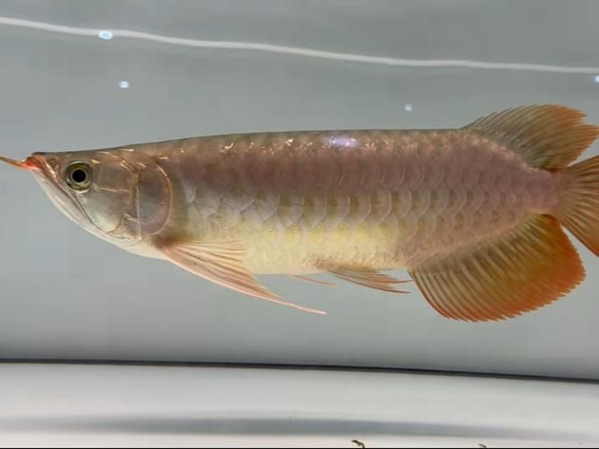 能否提供大湖紅龍的圖片對比，大湖紅龍與普通紅龍之間的幾個顯著差異，女生閱讀的幽默小說推薦