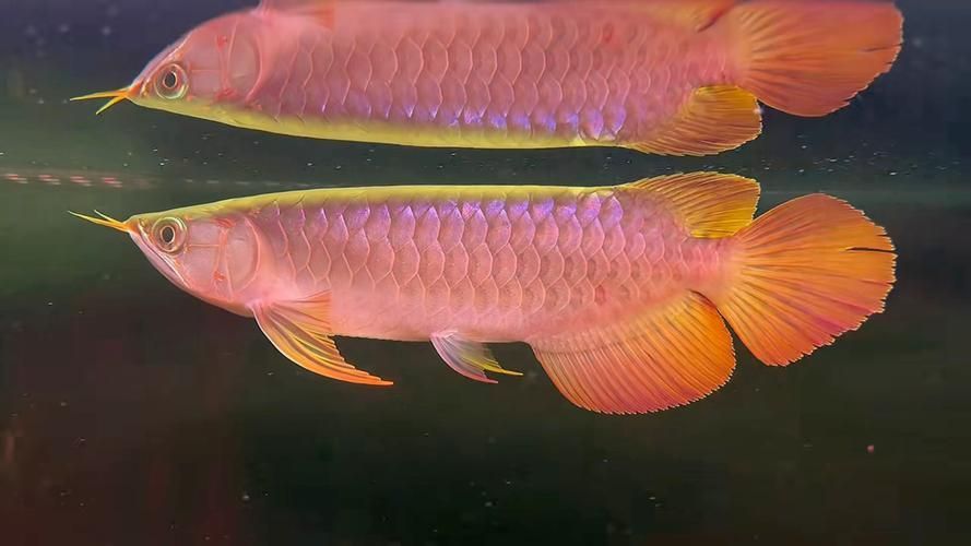 能否提供大湖紅龍的圖片對比，大湖紅龍與普通紅龍之間的幾個顯著差異，女生閱讀的幽默小說推薦