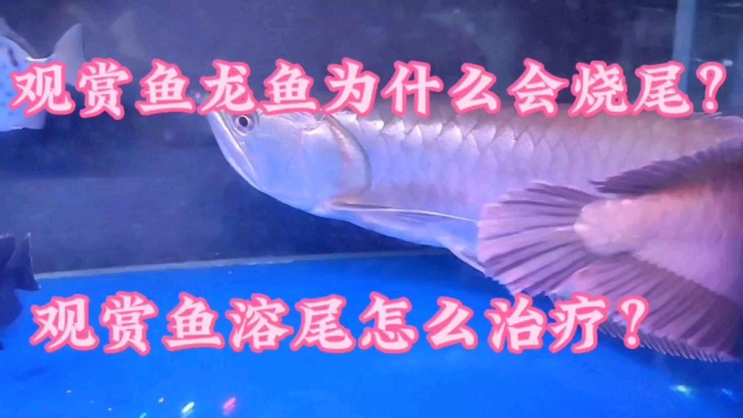 如何預防金龍魚尾巴爛掉，如何通過科學的方法預防金龍魚尾巴爛掉