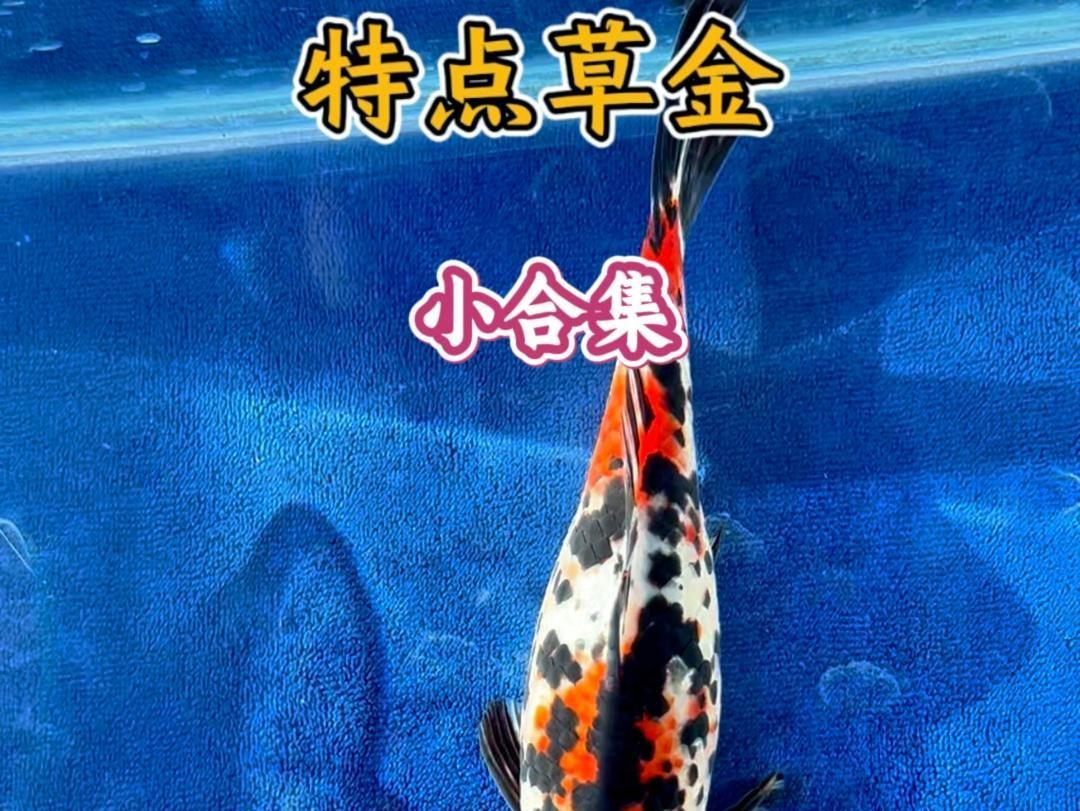 祥龍魚場有哪些品種的金魚？，祥龍魚場推薦哪個品牌的龍魚？ 祥龍魚場有哪些品種的金魚？，祥龍魚場推薦哪個品牌的龍魚？ 龍魚百科 第1張