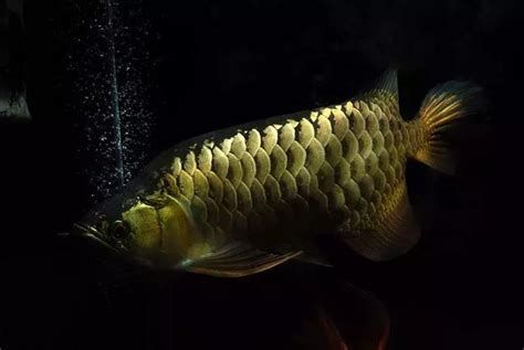 龍魚掉眼后多久會恢復(fù)正常，魚掉眼后多久能恢復(fù)正常 龍魚掉眼后多久會恢復(fù)正常，魚掉眼后多久能恢復(fù)正常 龍魚百科 第2張