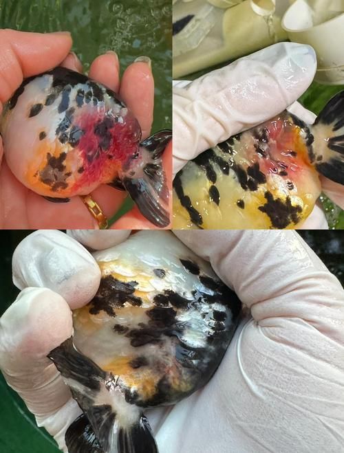 如何預防魚爛身爛尾的復發，如何防止魚爛身爛尾 如何預防魚爛身爛尾的復發，如何防止魚爛身爛尾 龍魚百科 第5張