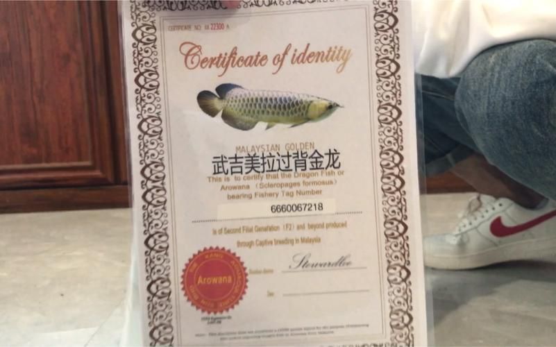 如何辨別武吉美拉金龍魚的品相? 龍魚百科 第2張 如何辨別武吉美拉金龍魚的品相? 如何辨別武吉美拉金龍魚的品相? 龍魚百科 第2張