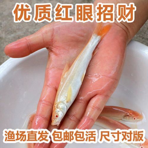 哪里可以購買到白子招財龍，白子招財龍(6.5寸)線下自提服務 哪里可以購買到白子招財龍，白子招財龍(6.5寸)線下自提服務 龍魚百科 第13張
