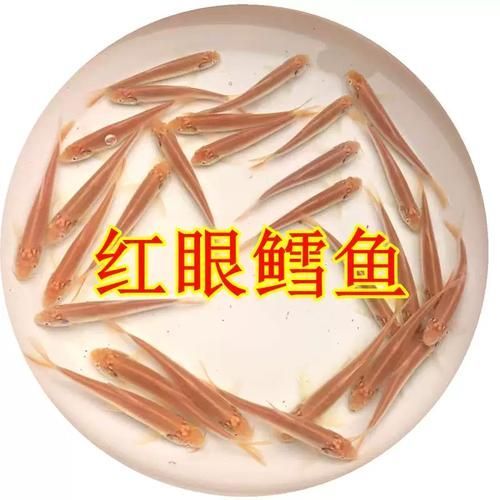 哪里可以購買到白子招財龍，白子招財龍(6.5寸)線下自提服務 哪里可以購買到白子招財龍，白子招財龍(6.5寸)線下自提服務 龍魚百科 第18張