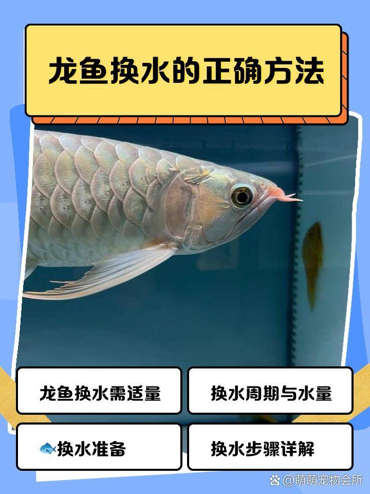 龍魚多久換一次水合適？，關于龍魚多久換一次水的問題 龍魚多久換一次水合適？，關于龍魚多久換一次水的問題 龍魚百科 第2張