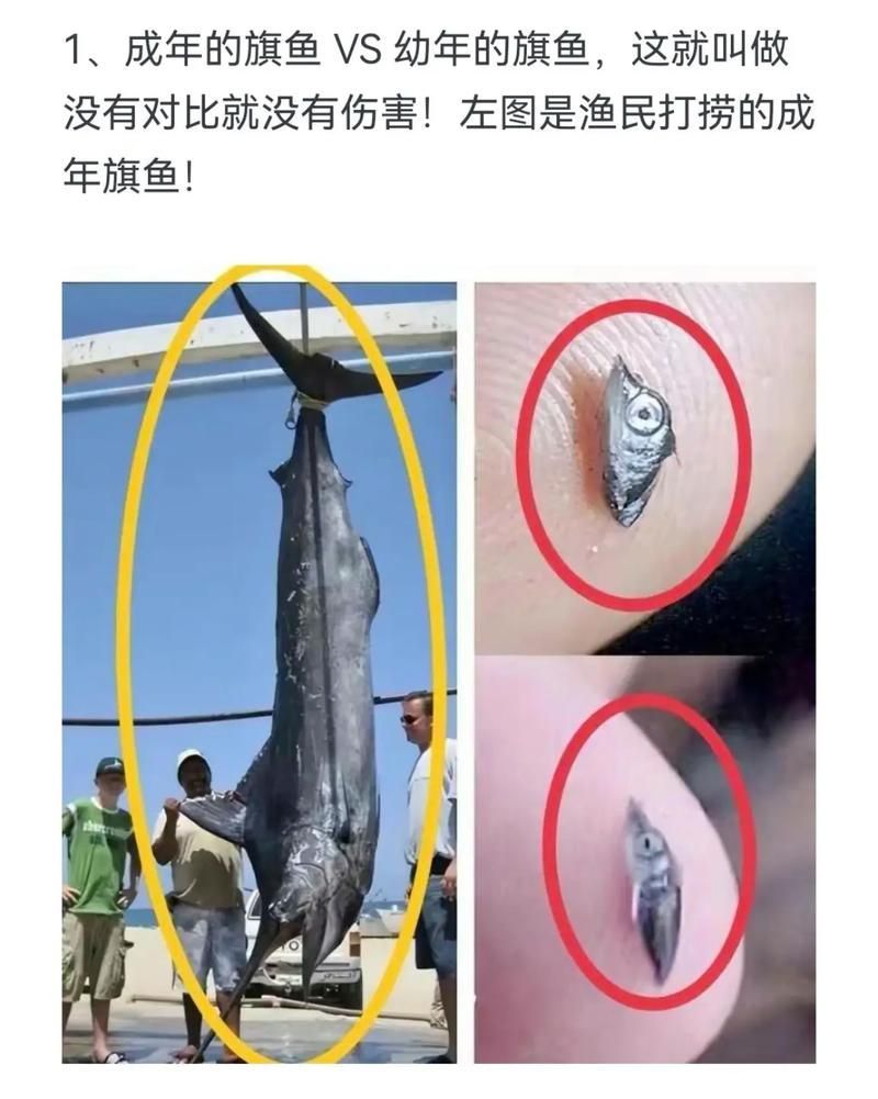 如何判斷魚類是否停止進食，arxiv論文助手