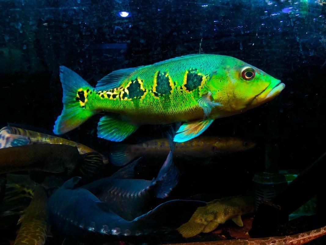 如何辨別真假藍(lán)帆三間魚？，如何辨別真假藍(lán)帆三間魚