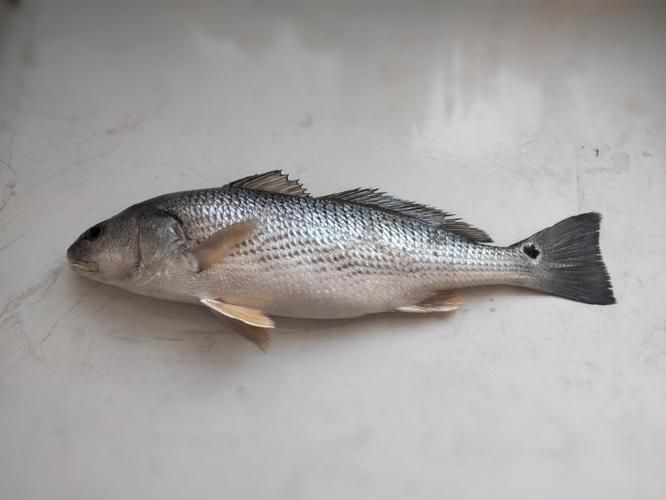 如何辨別真假藍(lán)帆三間魚？，如何辨別真假藍(lán)帆三間魚