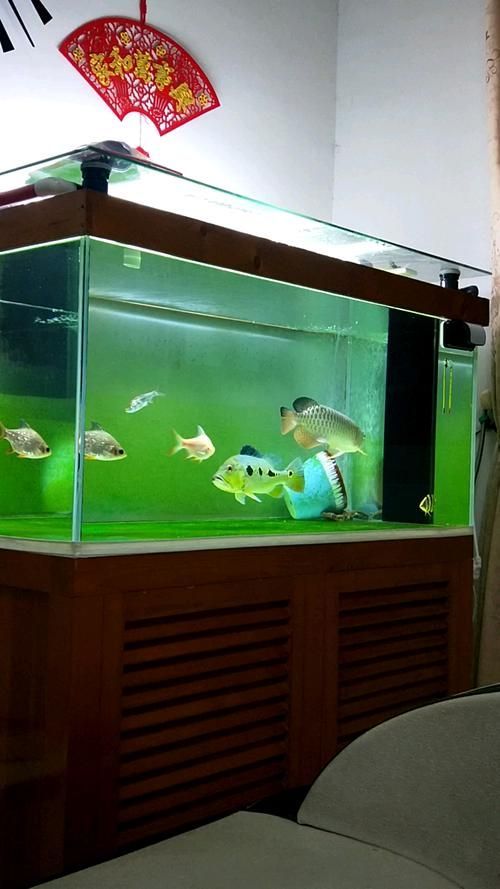 如何辨別真假藍(lán)帆三間魚？，如何辨別真假藍(lán)帆三間魚