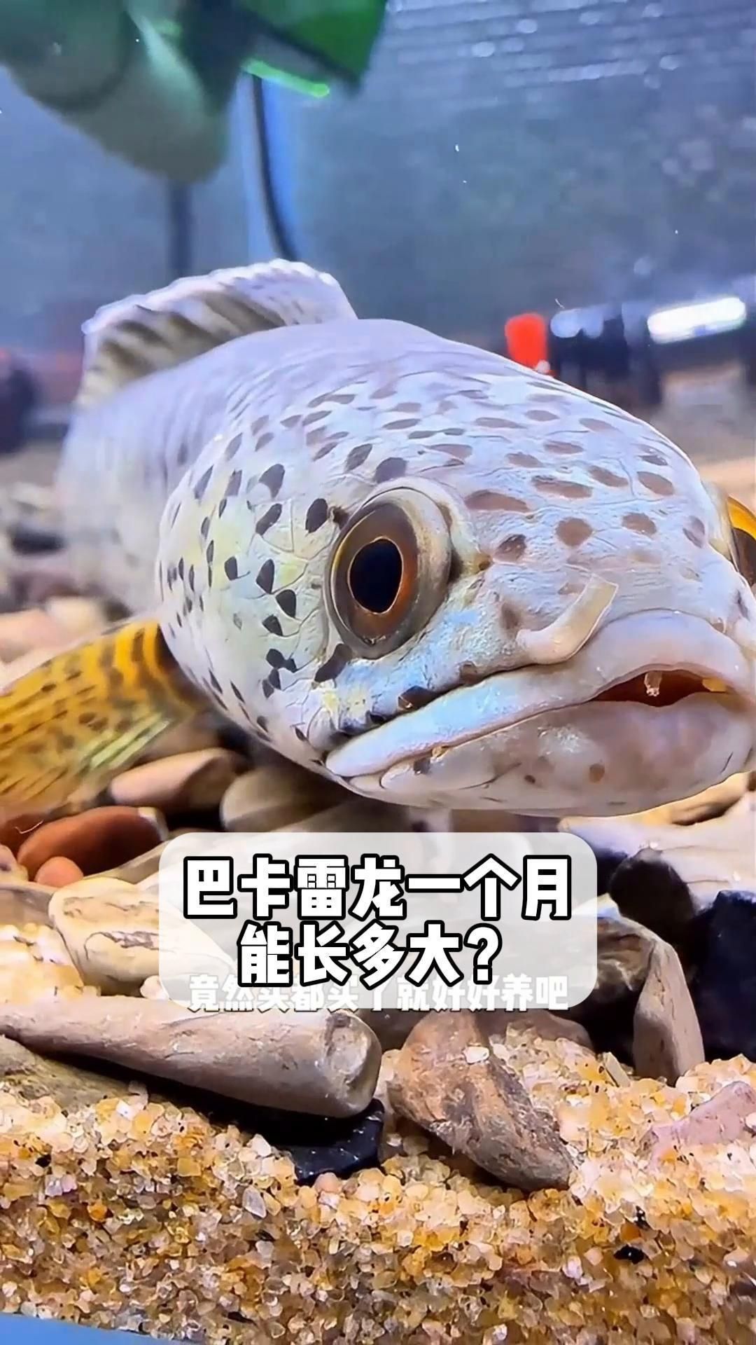 巴卡雷龍魚需要多大的魚缸？，巴卡雷龍一個月能長多大