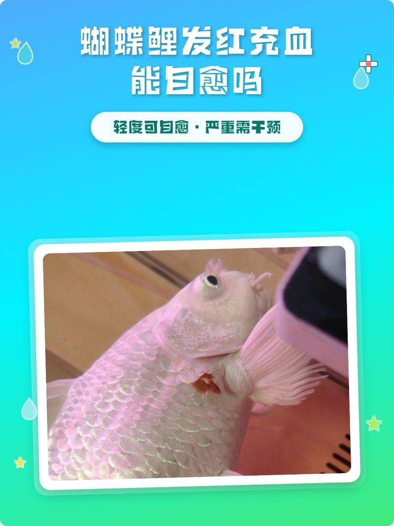 蝴蝶鯉魚鱗充血會自愈嗎，蝴蝶鯉發紅充血能自愈嗎