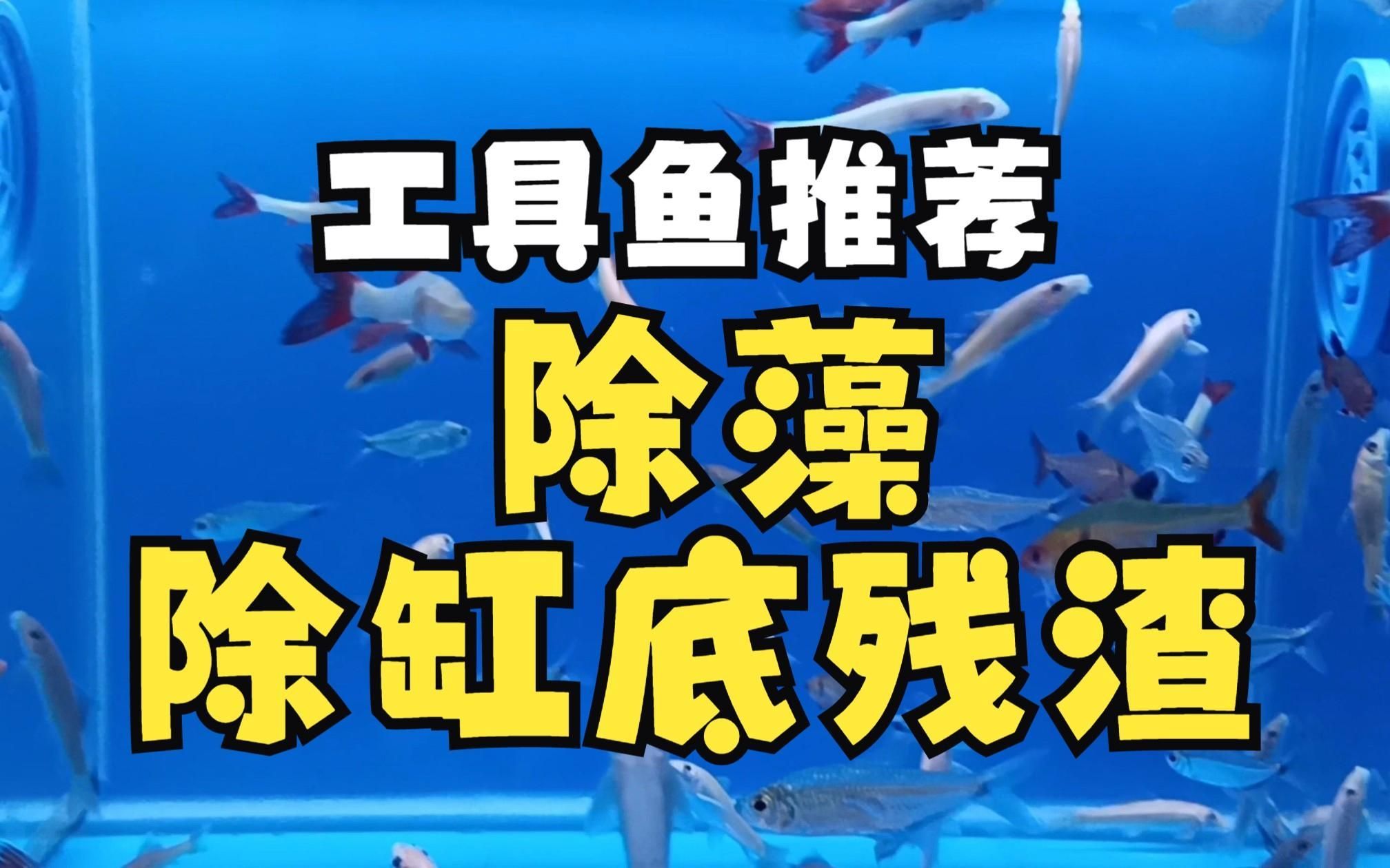 有哪些工具魚可以輔助清理殘餌，水產養殖中如何清理殘餌