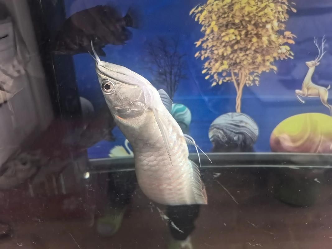 龍魚腸炎用藥后多久見效，關于龍魚腸炎的一些問題 龍魚腸炎用藥后多久見效，關于龍魚腸炎的一些問題 龍魚百科 第5張