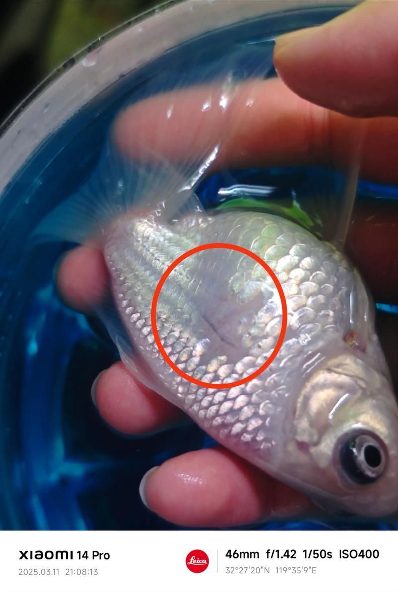 如何預防金魚豎鱗病，冬季金魚豎鱗病預防