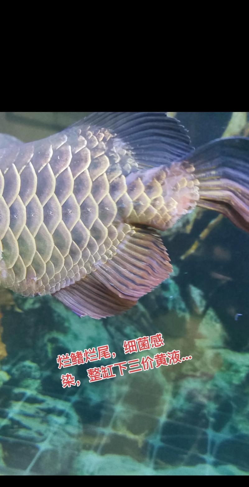 給我一些龍魚爛尾的圖片，關于龍魚爛尾的常見特征和原因