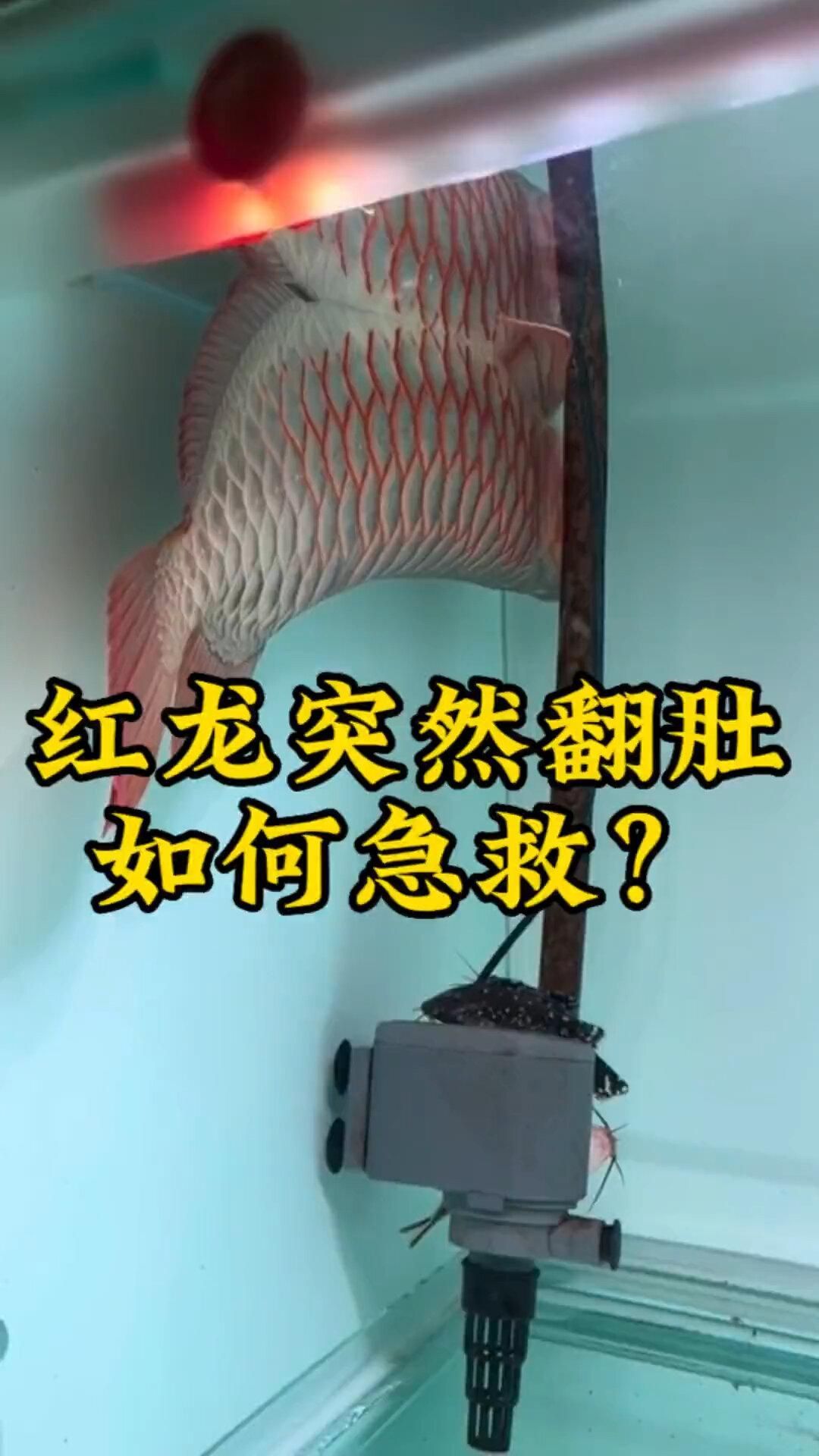 龍魚呼吸急促如何急救，銀龍魚呼吸急促是一種常見但需高度重視的異常行為