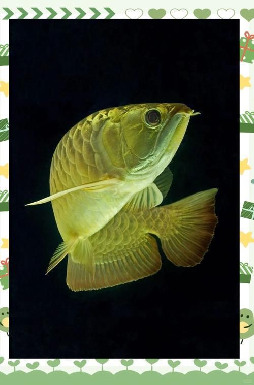 如何判斷龍魚的品種和品相？，魚的品種和品相可以通過觀察其體型、顏色和行為等方面來判斷 如何判斷龍魚的品種和品相？，魚的品種和品相可以通過觀察其體型、顏色和行為等方面來判斷 龍魚百科 第4張