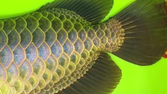 如何區分藍底過背金龍魚的真假，—底過背金龍魚真假藍底過背金龍魚的方法