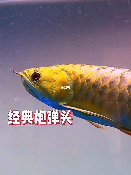 炮頭金龍魚的飼養方法，炮頭金龍魚飼養指南 炮頭金龍魚的飼養方法，炮頭金龍魚飼養指南 龍魚百科 第3張
