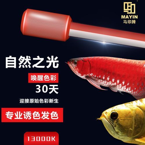馬印13000K燈的價格是多少，馬印13000k燈價格 馬印13000K燈的價格是多少，馬印13000k燈價格 龍魚百科 第1張