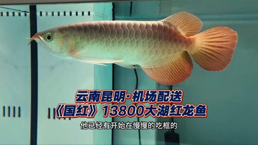 國紅系列紅龍魚的價格是多少，國紅系列紅龍魚價格