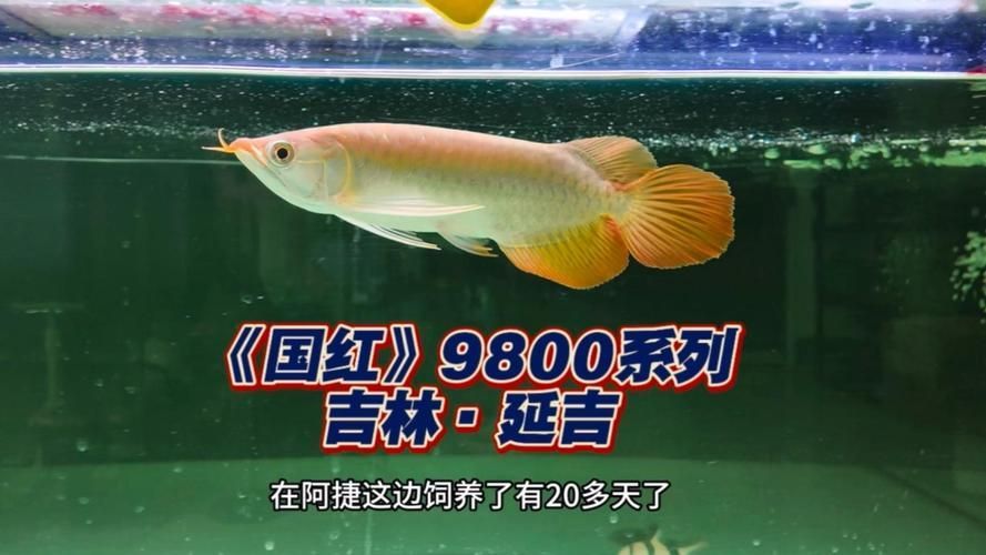 國紅系列紅龍魚的價格是多少，國紅系列紅龍魚價格