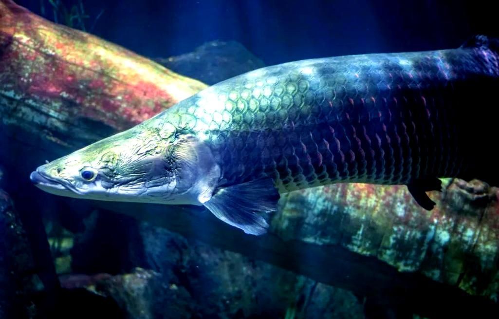 杰西卡恐龍魚，“杰西卡恐龍魚”并非正式學名“杰西卡恐龍魚”并非正式學名