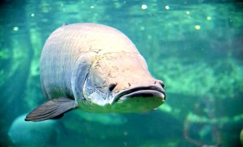 杰西卡恐龍魚，“杰西卡恐龍魚”并非正式學名“杰西卡恐龍魚”并非正式學名