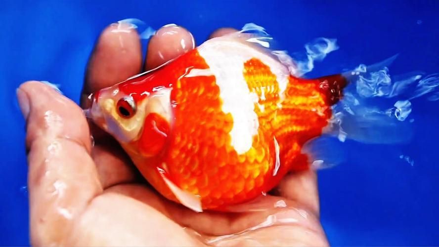 如何鑒別大日玉鯖的真?zhèn)危浚按笕沼聃洝辫b別真?zhèn)舞b別真?zhèn)舞b別方法
