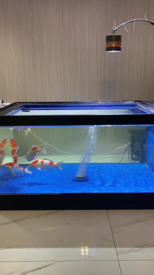 如何鑒別大日玉鯖的真?zhèn)危浚按笕沼聃洝辫b別真?zhèn)舞b別真?zhèn)舞b別方法