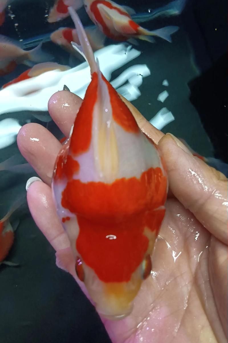 如何鑒別大日玉鯖的真?zhèn)危浚按笕沼聃洝辫b別真?zhèn)舞b別真?zhèn)舞b別方法