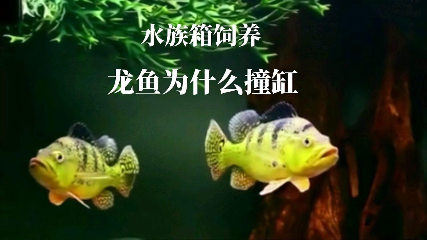 有哪些魚種容易撞缸，水族箱飼養(yǎng)龍魚為什么撞缸