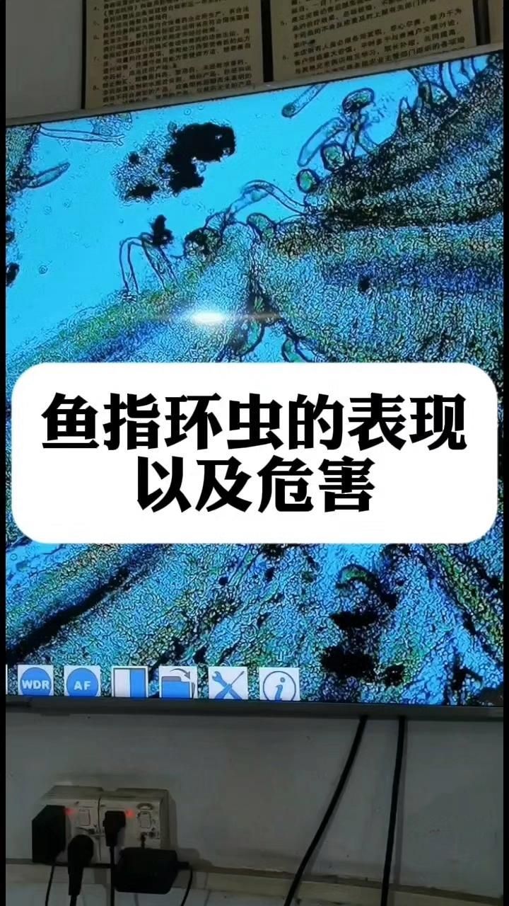 哪些寄生蟲對魚類危害最大，中科貝隆魚病防治科普系列全民小視頻探討魚類養殖業