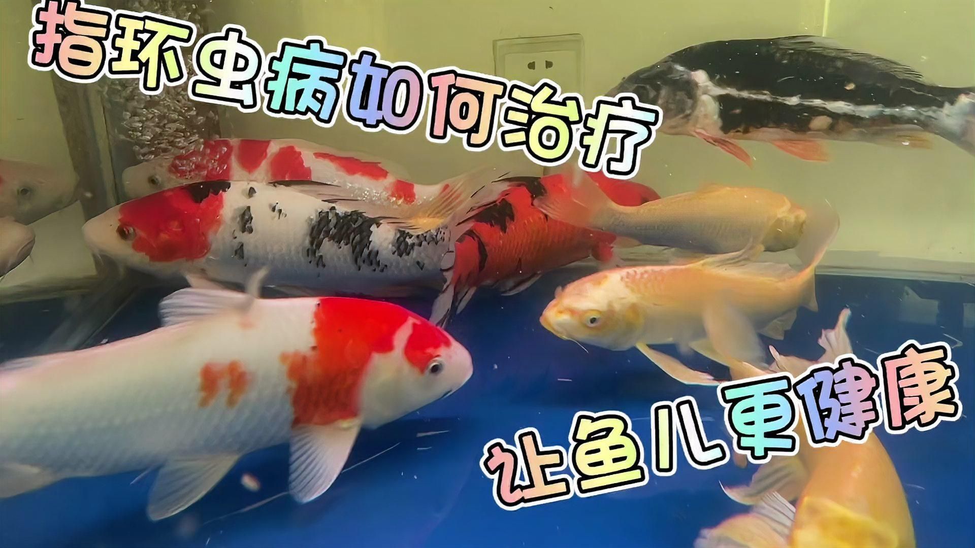 哪些寄生蟲對魚類危害最大，中科貝隆魚病防治科普系列全民小視頻探討魚類養殖業