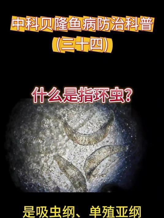 哪些寄生蟲對魚類危害最大，中科貝隆魚病防治科普系列全民小視頻探討魚類養殖業