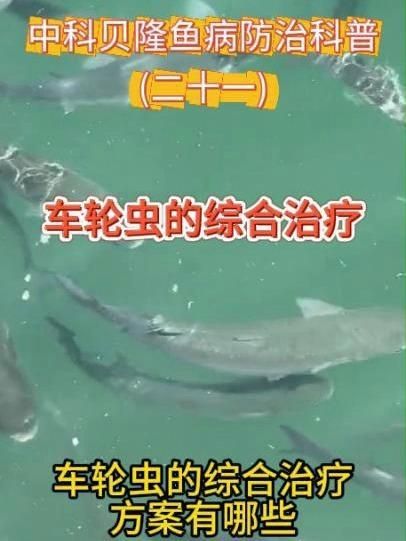 哪些寄生蟲對魚類危害最大，中科貝隆魚病防治科普系列全民小視頻探討魚類養殖業