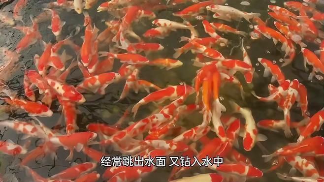 哪些寄生蟲對魚類危害最大，中科貝隆魚病防治科普系列全民小視頻探討魚類養殖業