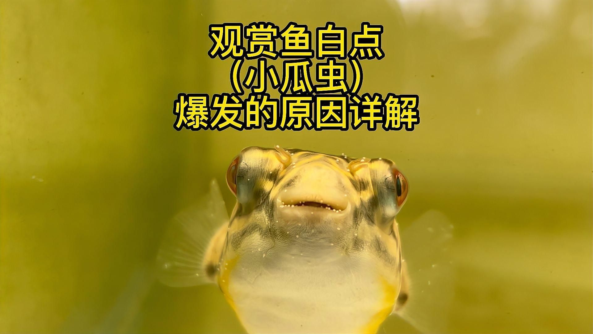 哪些寄生蟲對魚類危害最大，中科貝隆魚病防治科普系列全民小視頻探討魚類養殖業