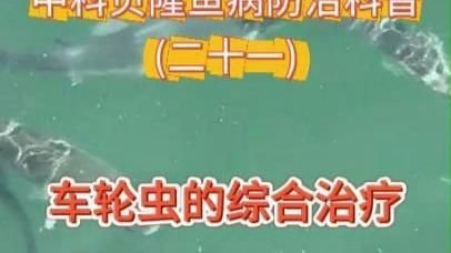 哪些寄生蟲對魚類危害最大，中科貝隆魚病防治科普系列全民小視頻探討魚類養殖業