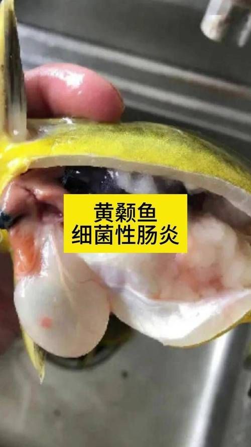 如何判斷魚類是否患有細菌性腸炎病，農業/水養殖魚類細菌性腸炎病的詳解并配圖