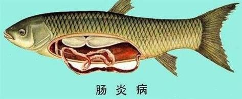 如何判斷魚類是否患有細菌性腸炎病，農業/水養殖魚類細菌性腸炎病的詳解并配圖