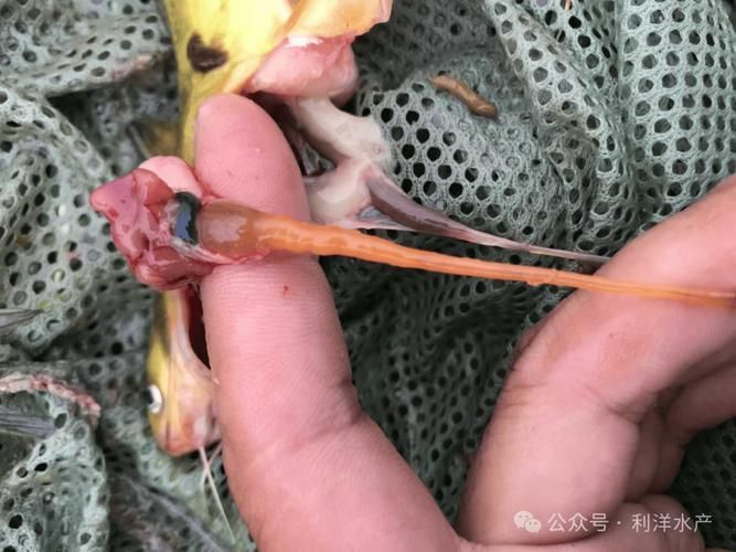 如何判斷魚類是否患有細菌性腸炎病，農業/水養殖魚類細菌性腸炎病的詳解并配圖
